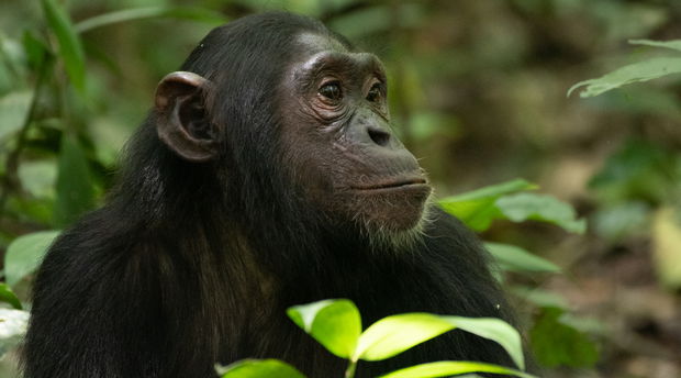 Chimpanzee in Kibale National Park Chimpanzee in Kibale National Park