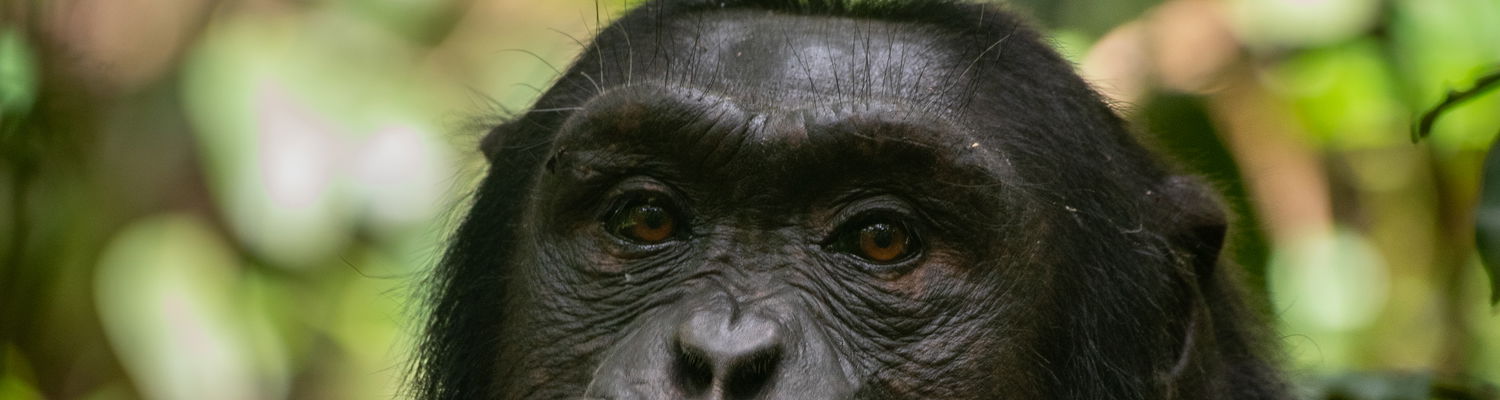 Chimpanzee 