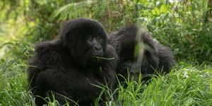 21 Day Uganda - Rwanda Holiday Experience
