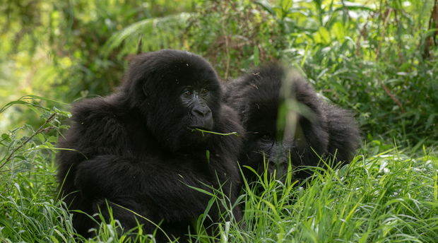 Mountain gorillas Mountain gorillas
