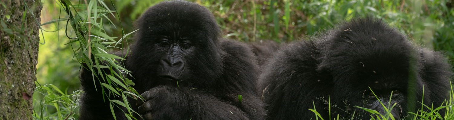MOUNTAIN GORILLA