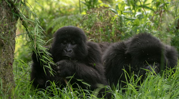 Mountain Gorillas Mountain Gorillas