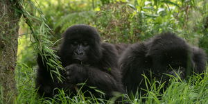 3 DAY GORILLA TRACKING EXEPERIENCE