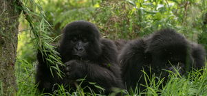 3 DAY GORILLA TRACKING EXEPERIENCE