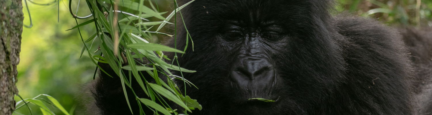 Gorilla trekking in Uganda 