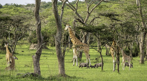 Kasongo and giraffe! Kasongo and giraffe!