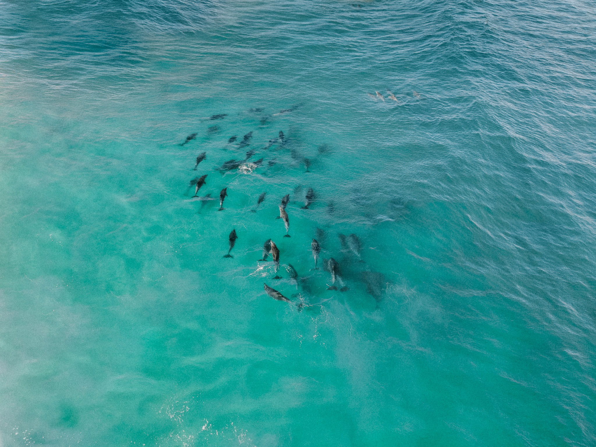 Pet Friendly Accommodation Knysna