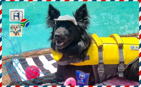 Pet Friendly Accommodation in South Africa