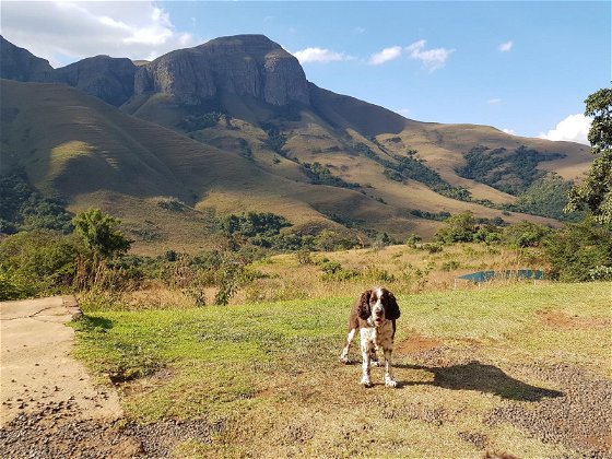 Pet friendly holiday accommodation Magoebaskloof