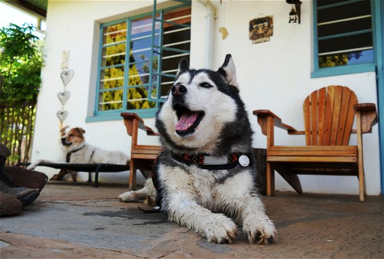 Fenced Pet Friendly accommodation Magaliesberg