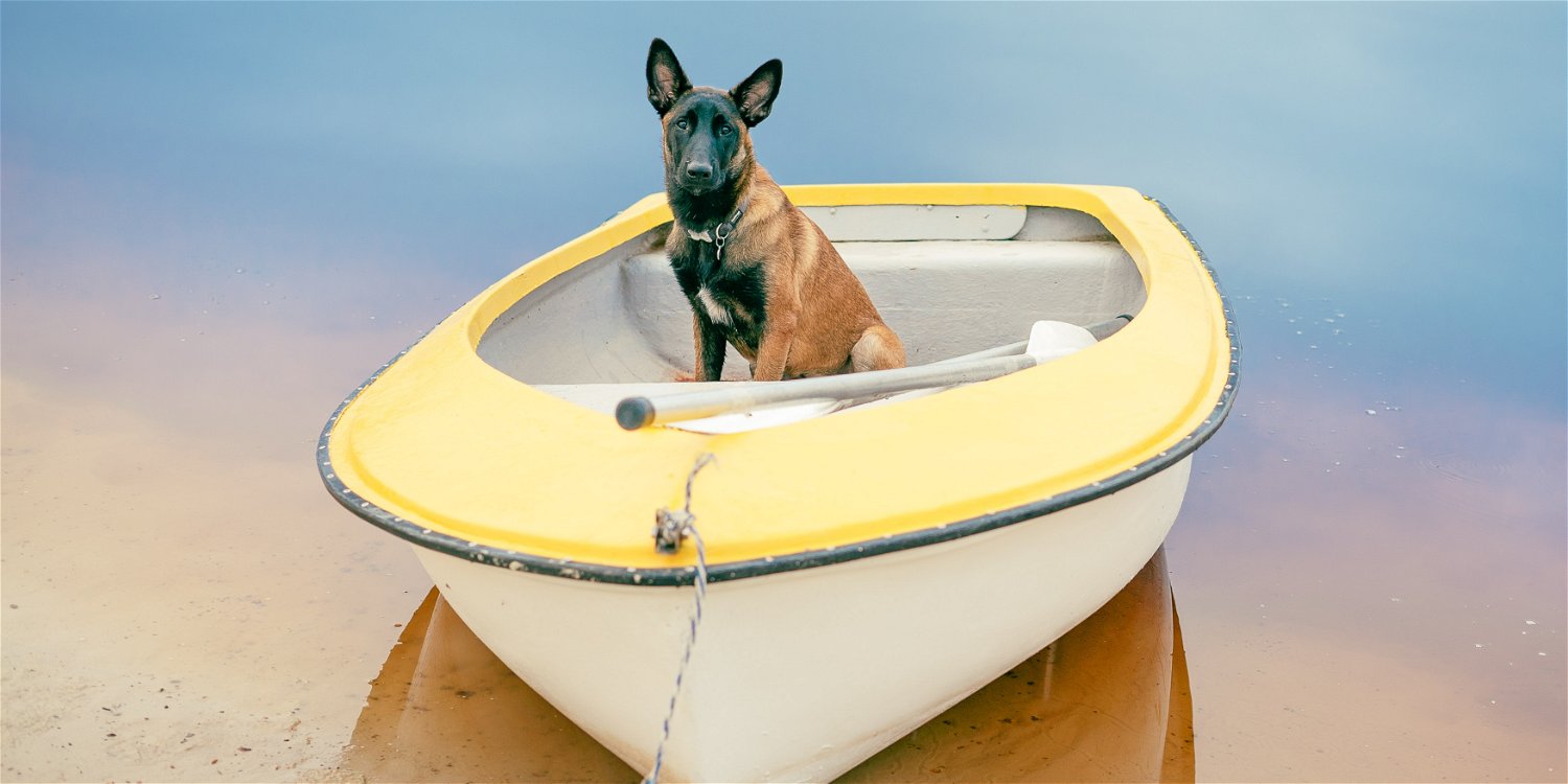 Book Pet friendly Accommodation In South Africa Holiday Dog book-pet-friendly-accommodation-in-south-africa-holiday-dog