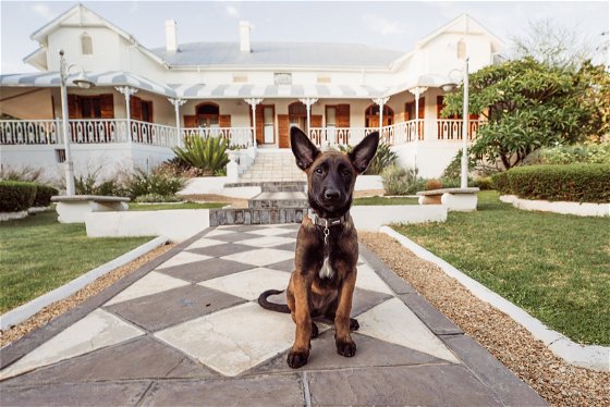 Pet Friendly Accommodation in Riebeek West for dog lovers who need an enclosed garden.