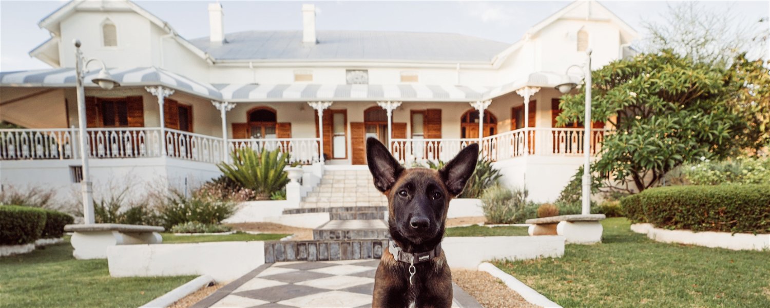 Pet Friendly Accommodation in Riebeek West for dog lovers who need an enclosed garden.