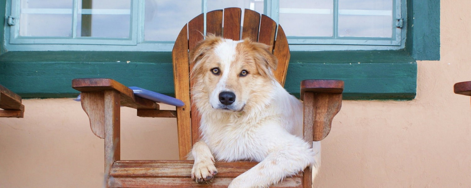 fenced-pet-friendly-accommodation-magaliesburg-gauteng