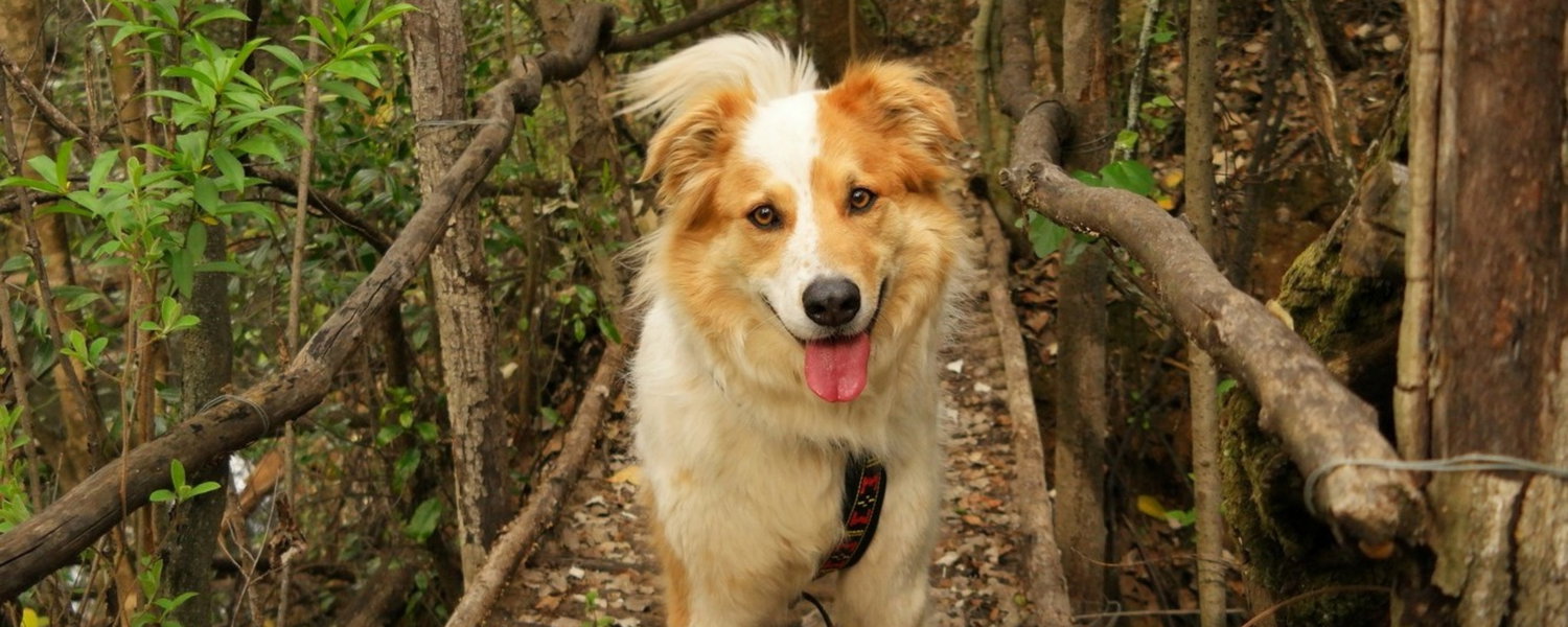 fenced-pet-friendly-accommodation-magaliesburg-gauteng