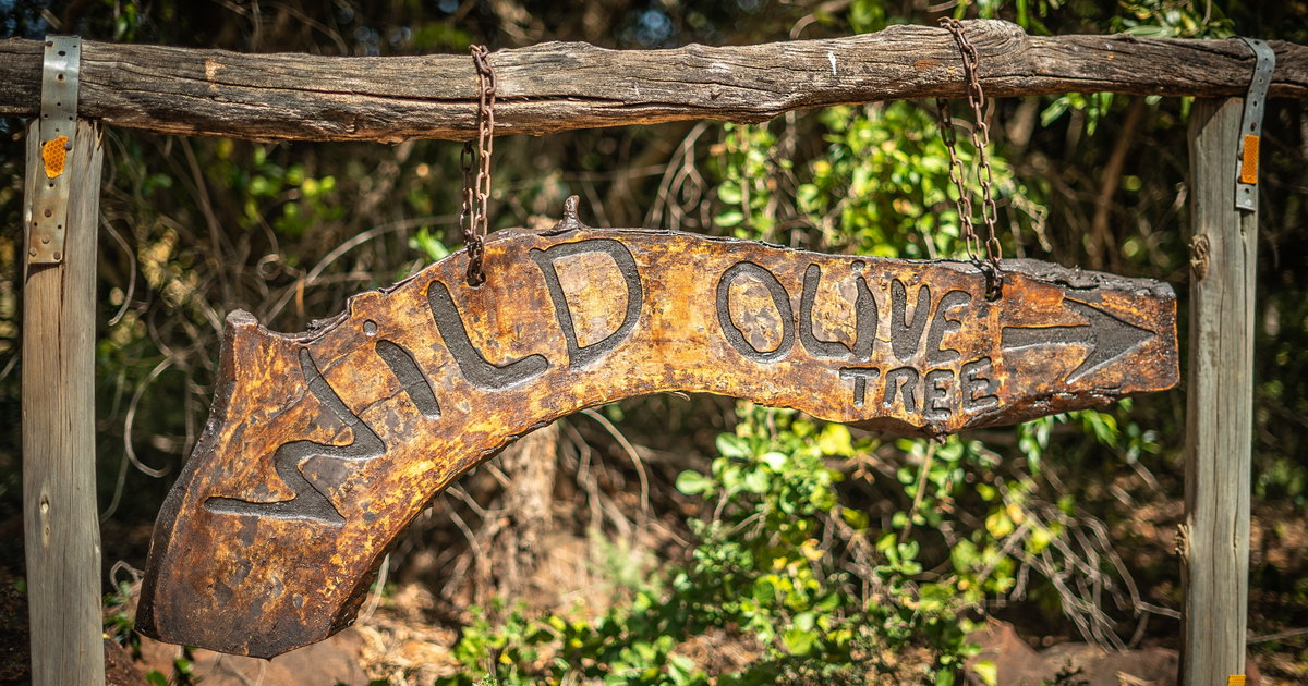 Wild Olive Tree