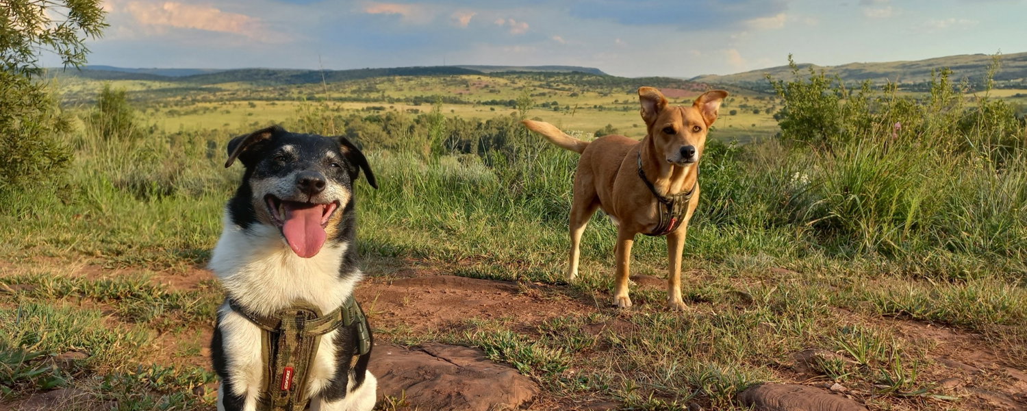 Fenced pet-friendly cottage in Magaliesburg Gauteng with private garden