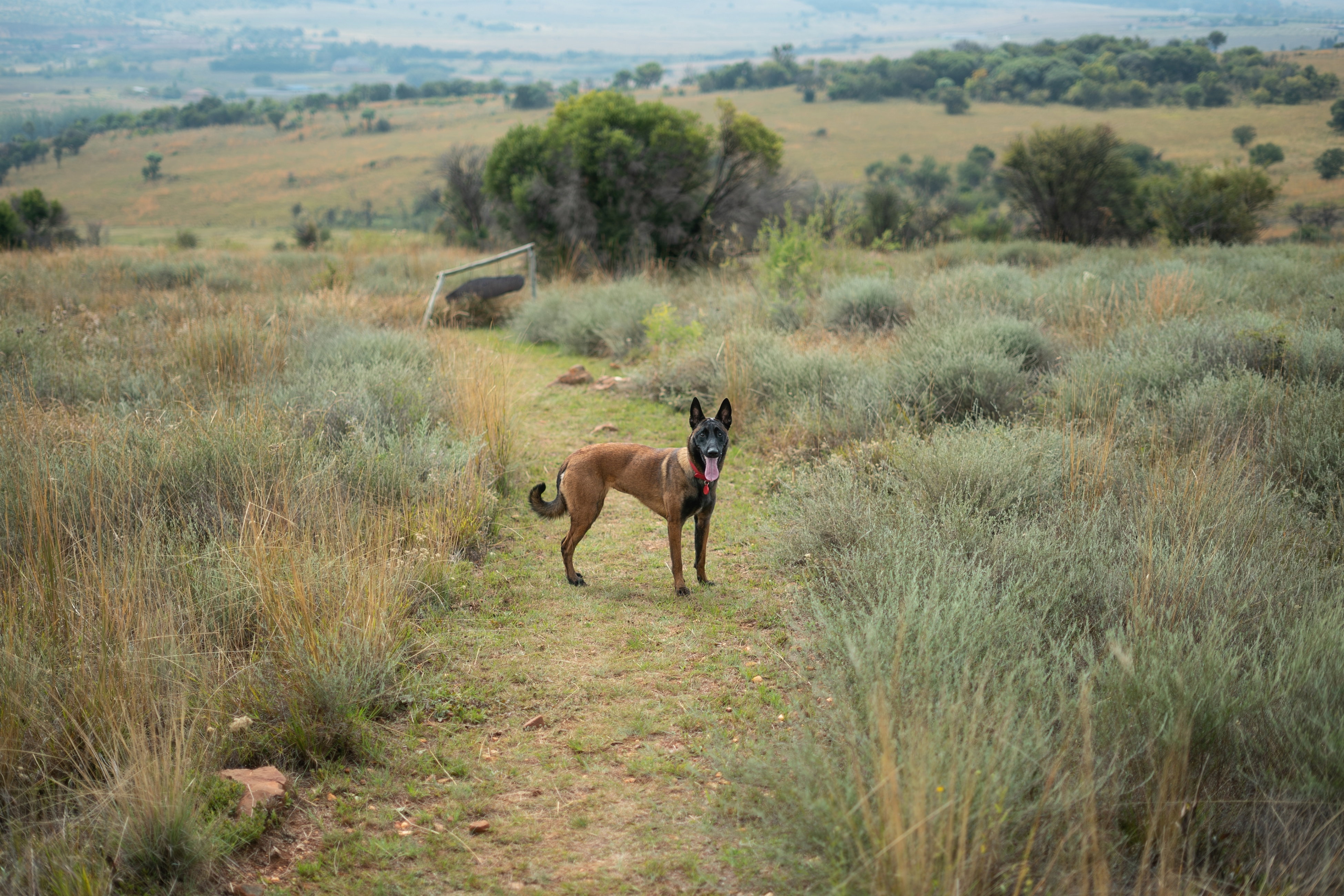 Fenced pet-friendly cottage in Magaliesburg Gauteng with private garden, dog-friendly space and farm setting ideal for multiple dogs and relaxed countryside stays