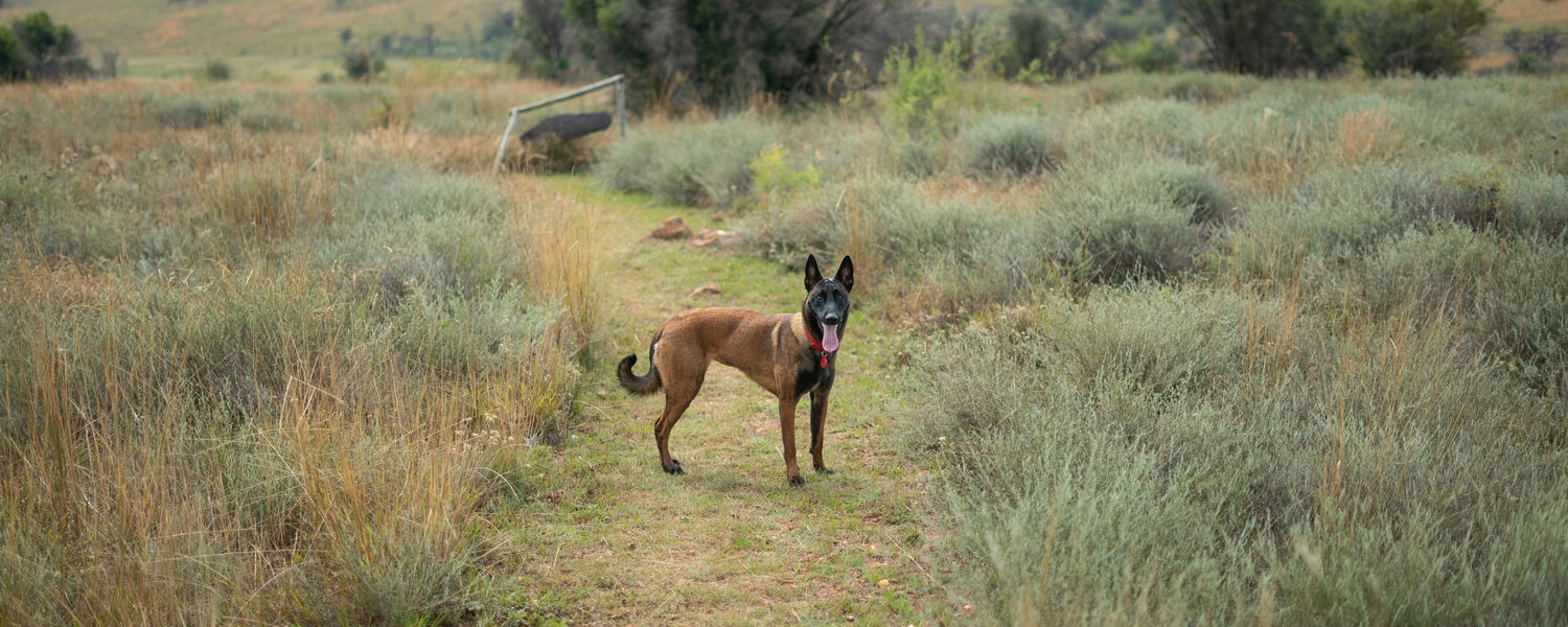 Fenced pet-friendly cottage in Magaliesburg Gauteng with private garden, dog-friendly space and farm setting ideal for multiple dogs and relaxed countryside stays