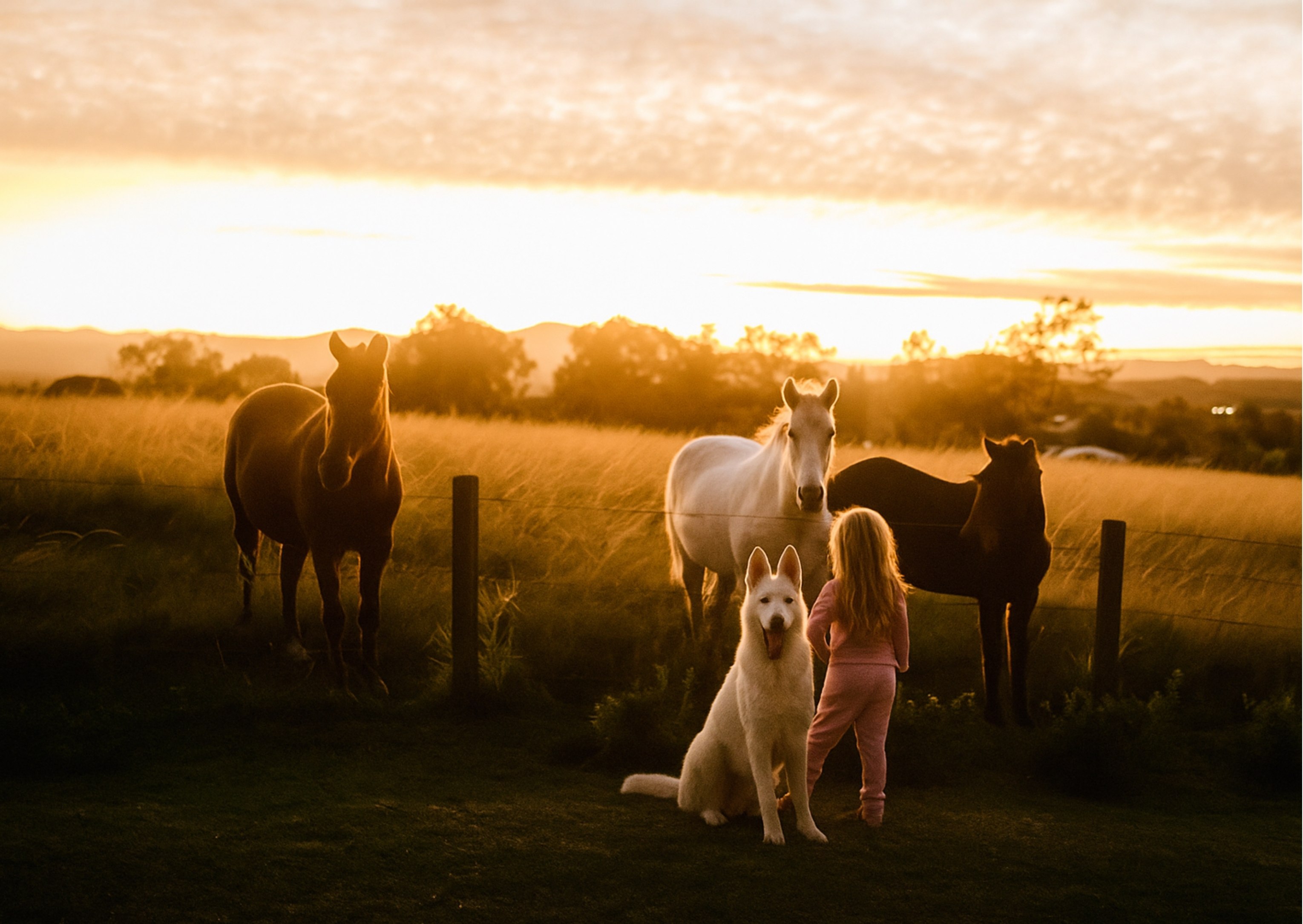 Pet-Friendly Farm Stay in Knysna: Fernhill Guest Farm Cottages