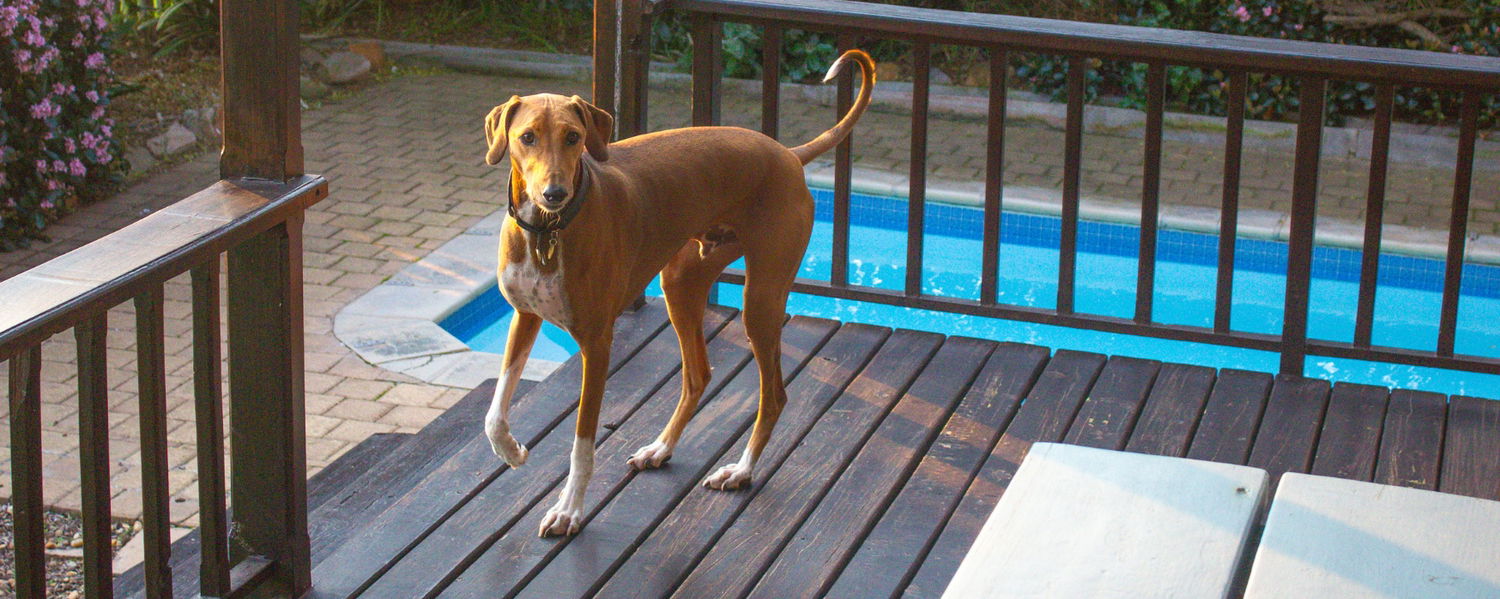 Fenced Pet-Friendly Beach House Accommodation in Scarborough, Cape Town