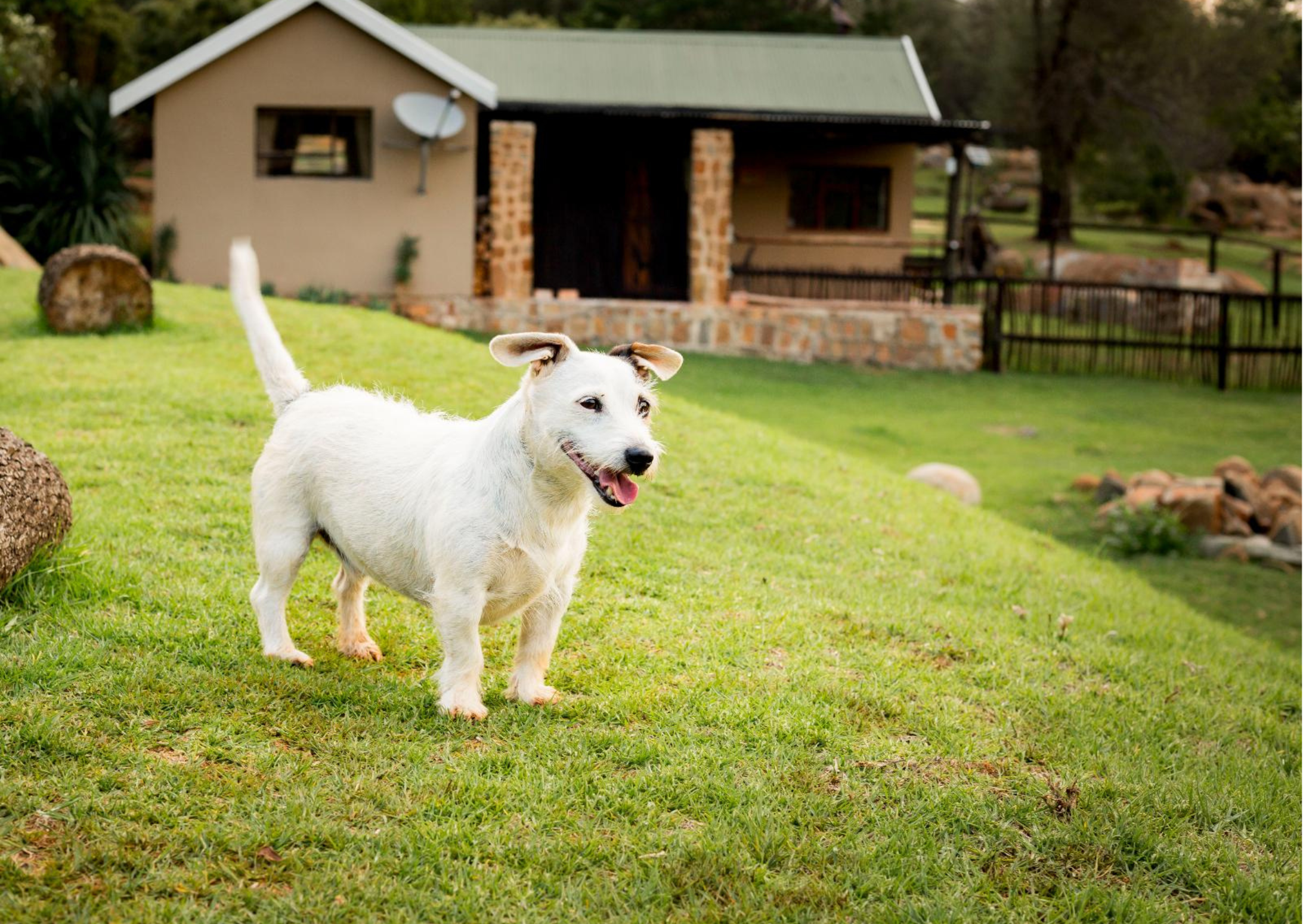 fenced pet friendly accommodation Dullstroom Mpumalanga
