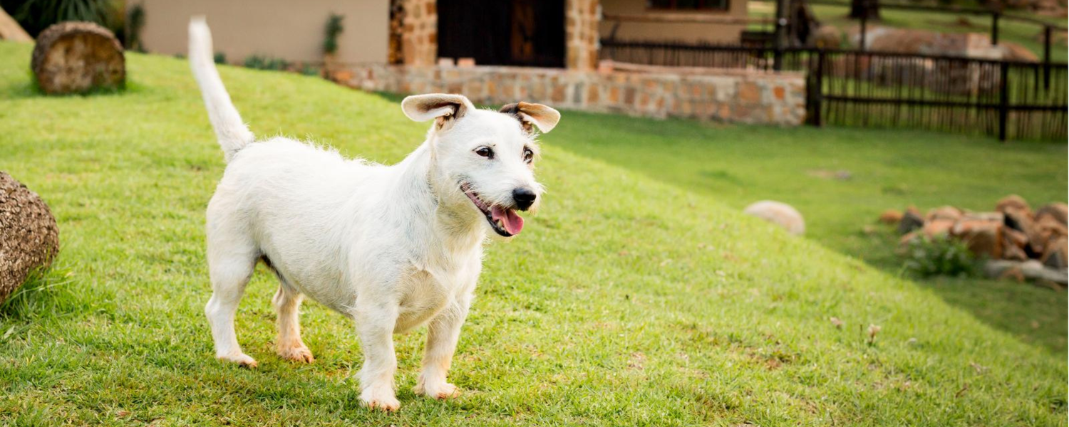 fenced pet friendly accommodation Dullstroom Mpumalanga