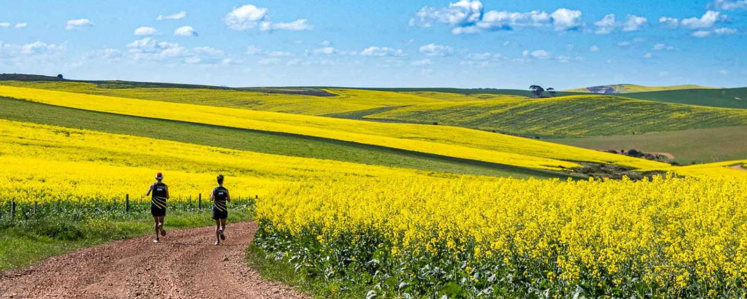 Fenced Pet Friendly Accommodation Swellendam Western Cape near canola Fields 