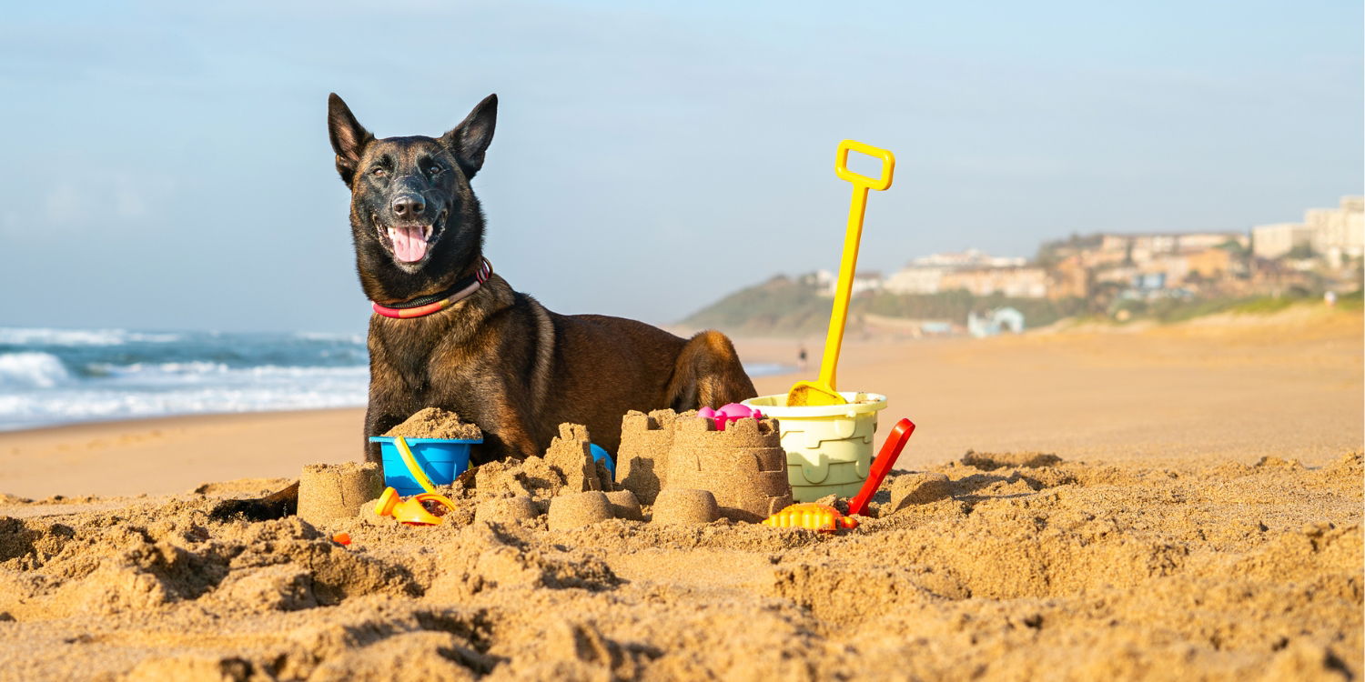 HolidayDOG is a South African platform specialising exclusively in verified pet-friendly accommodation, with clear pet policies and honest information for travelling with dogs.