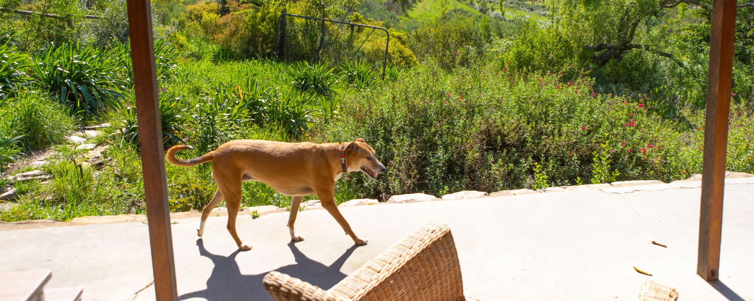 Pet-Friendly Accommodation in Robertson, Western Cape