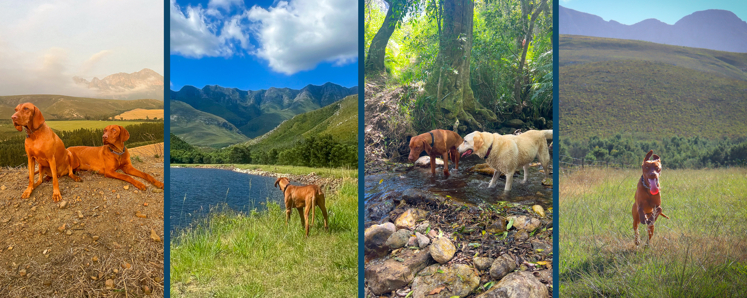Pet-Friendly Accommodation Western Cape Greyton Riviersonderend 