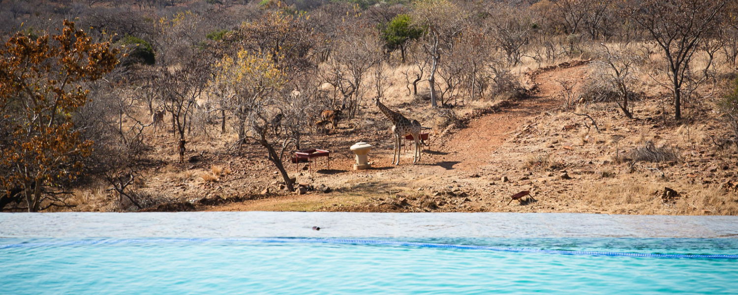Pet-Friendly Self-Catering Accommodation in North West Province at Tholo Manzi Game Lodge 