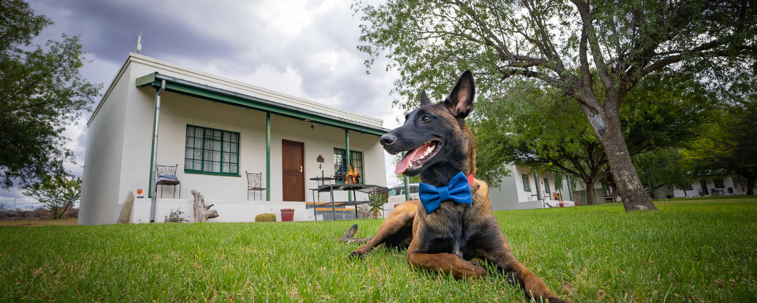 Self catering pet-friendly accommodation in Beaufort West