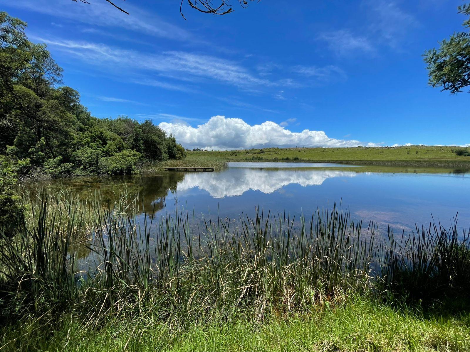 Willow House in Dullstroom, a haven for pet-loving travelers seeking a tranquil escape in the heart of Mpumalanga. 