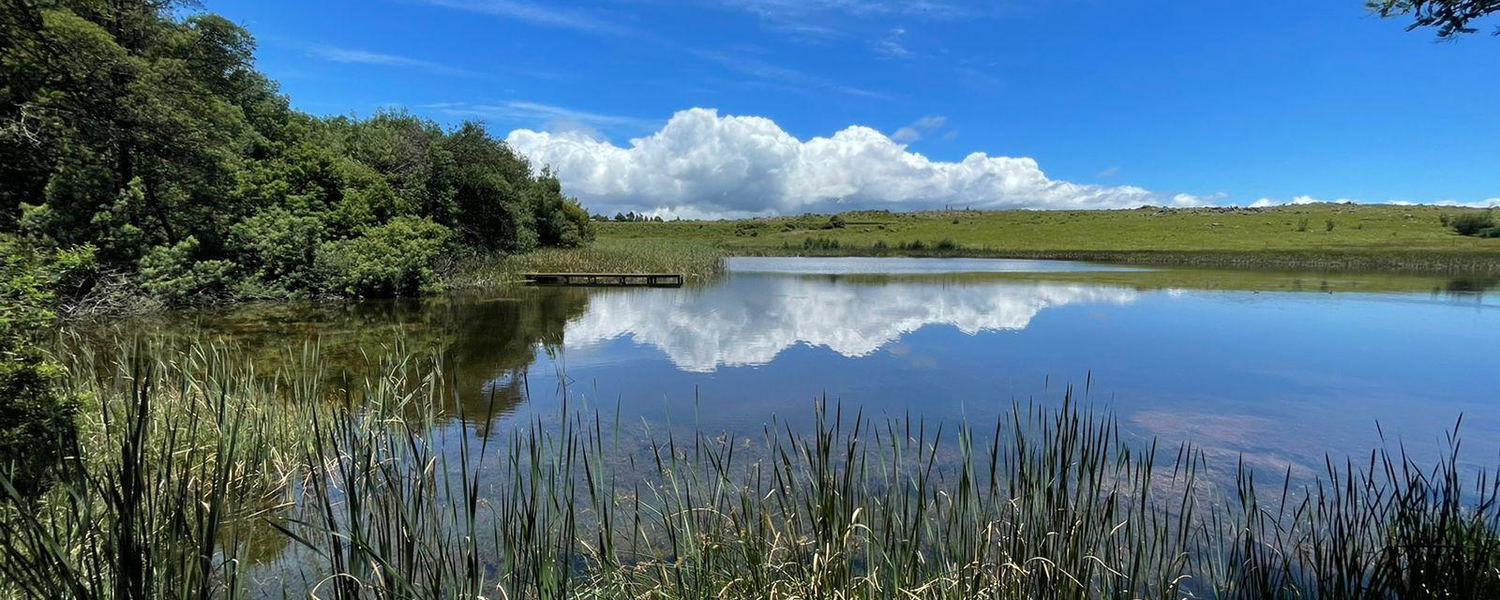 Willow House in Dullstroom, a haven for pet-loving travelers seeking a tranquil escape in the heart of Mpumalanga.