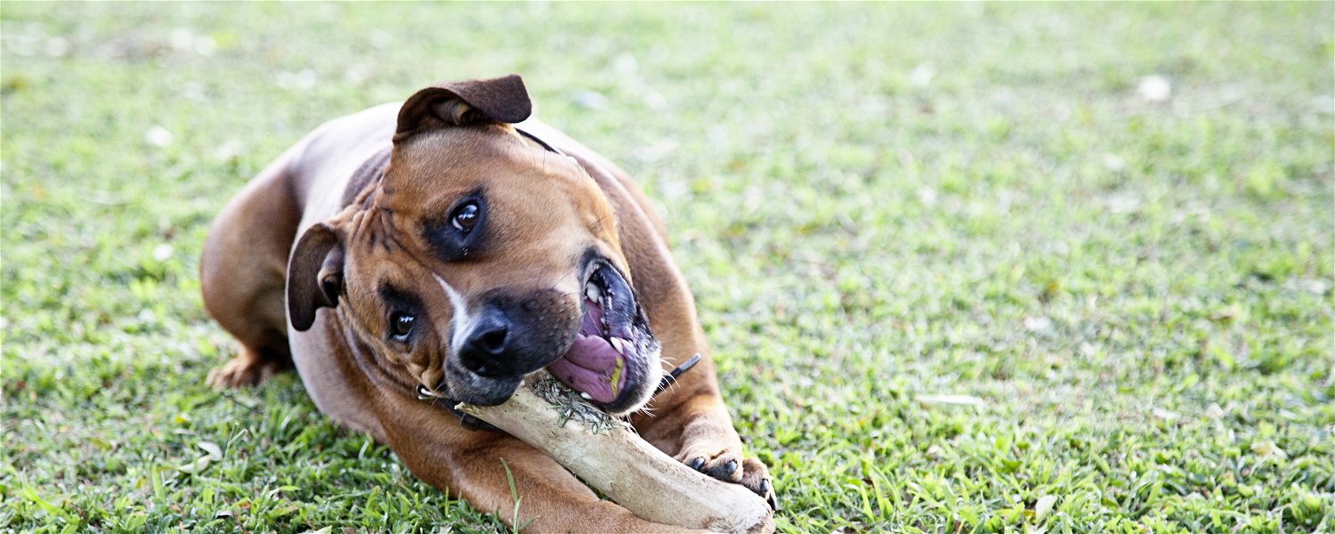 Pet Friendly Louis Trichardt Accomodation 