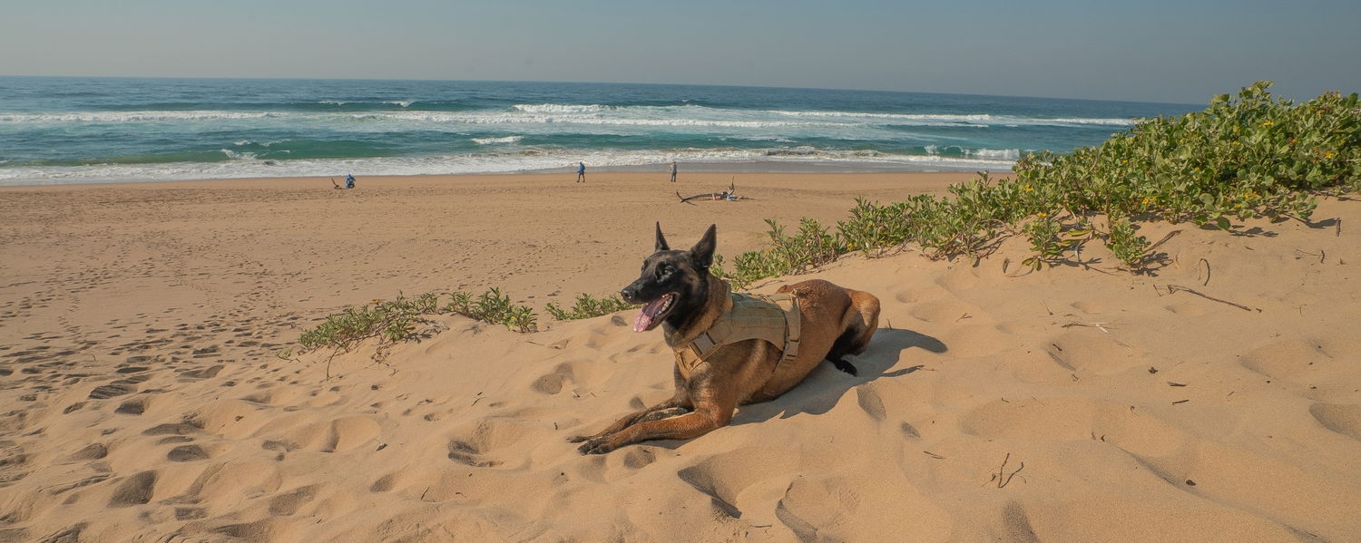 Pet-Friendly Beach Accommodation in Amanzimtoti, KwaZulu-Natal