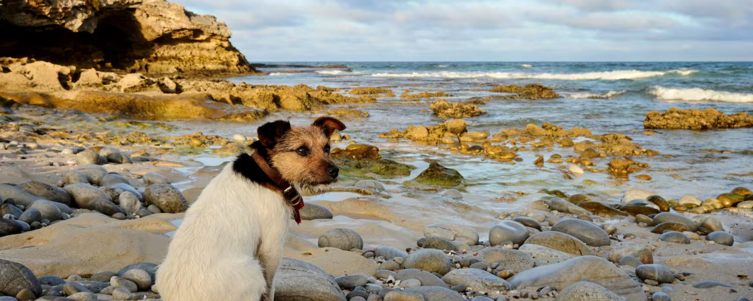 Pet Friendly Beach House Accomodation Arniston Western Cape