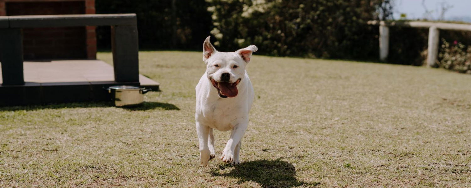 pet-friendly accommodation with enclosed garden kzn