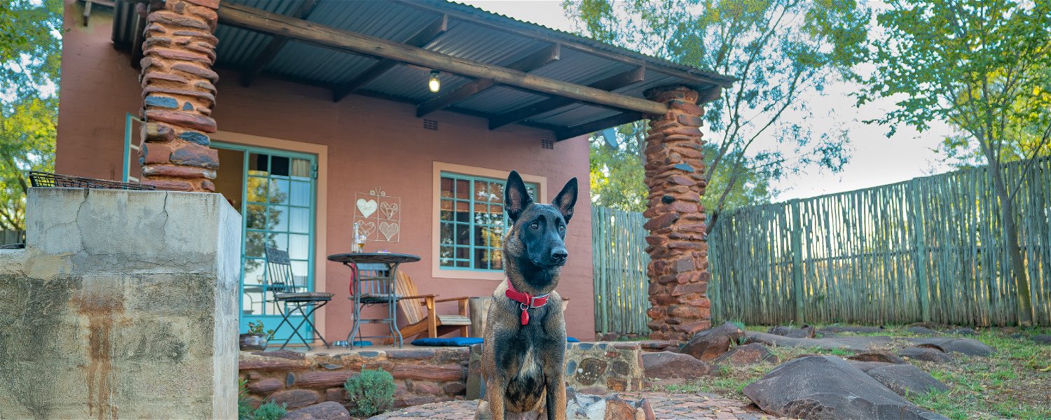 Pet friendly Fenced Self Catering Accommodation Magaliesburg Holiday Dog 