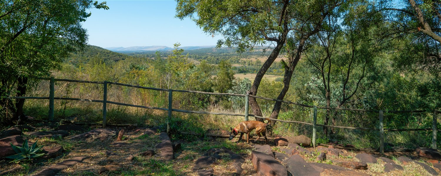 Pet friendly Fenced Self Catering Accommodation Magaliesburg Holiday Dog 