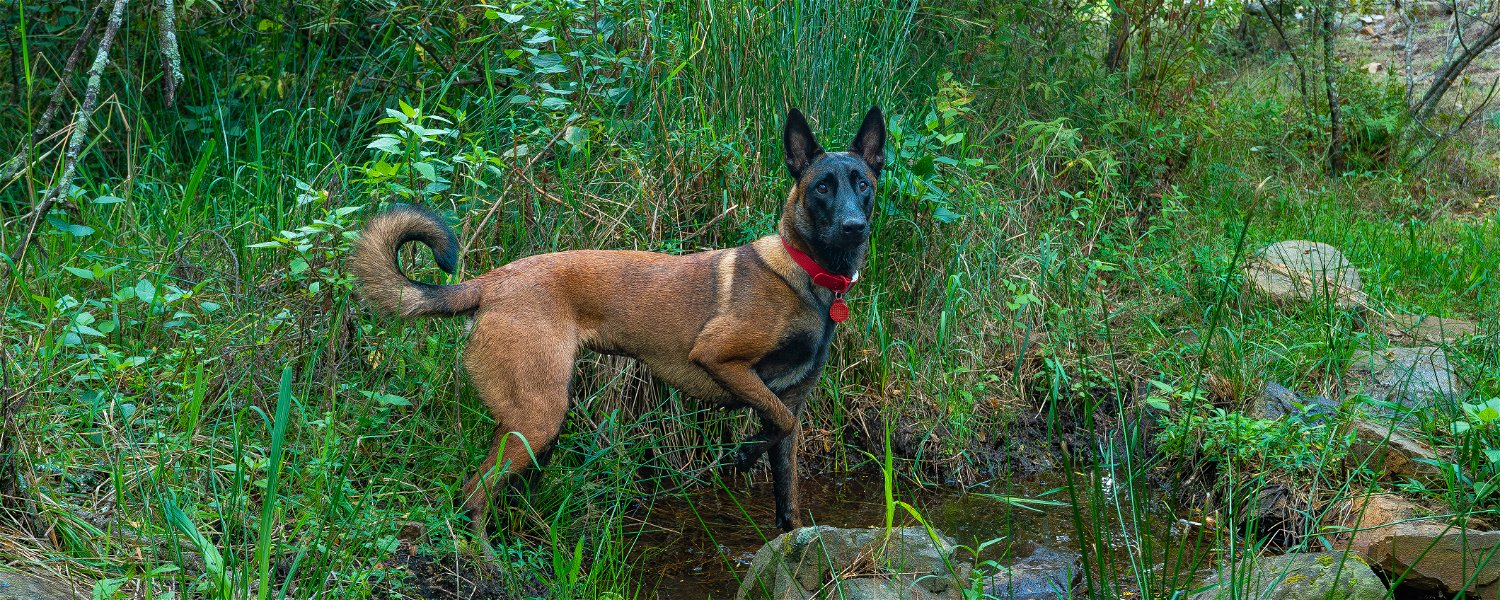 Romantic Pet Friendly Accommodation Self Catering Magaliesberg with Best Hiking for Dogs 6