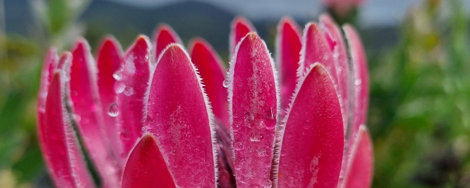 Pet Friendly Self Catering Accommodation Stanford Western Cape