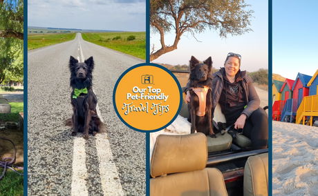 Pet Friendly Travel Tips for travelling with dogs in South Africa