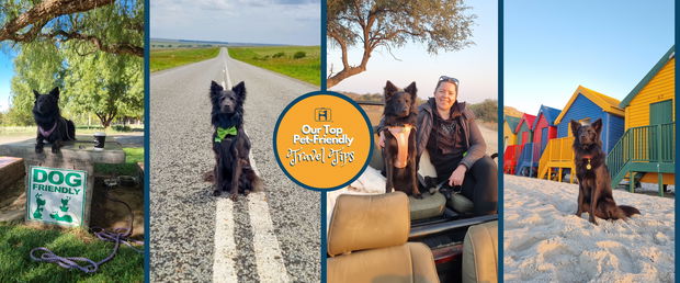 Pet Friendly Travel Tips for travelling with dogs in South Africa