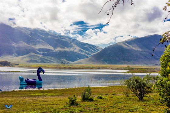 pet-friendly camping in Stanford