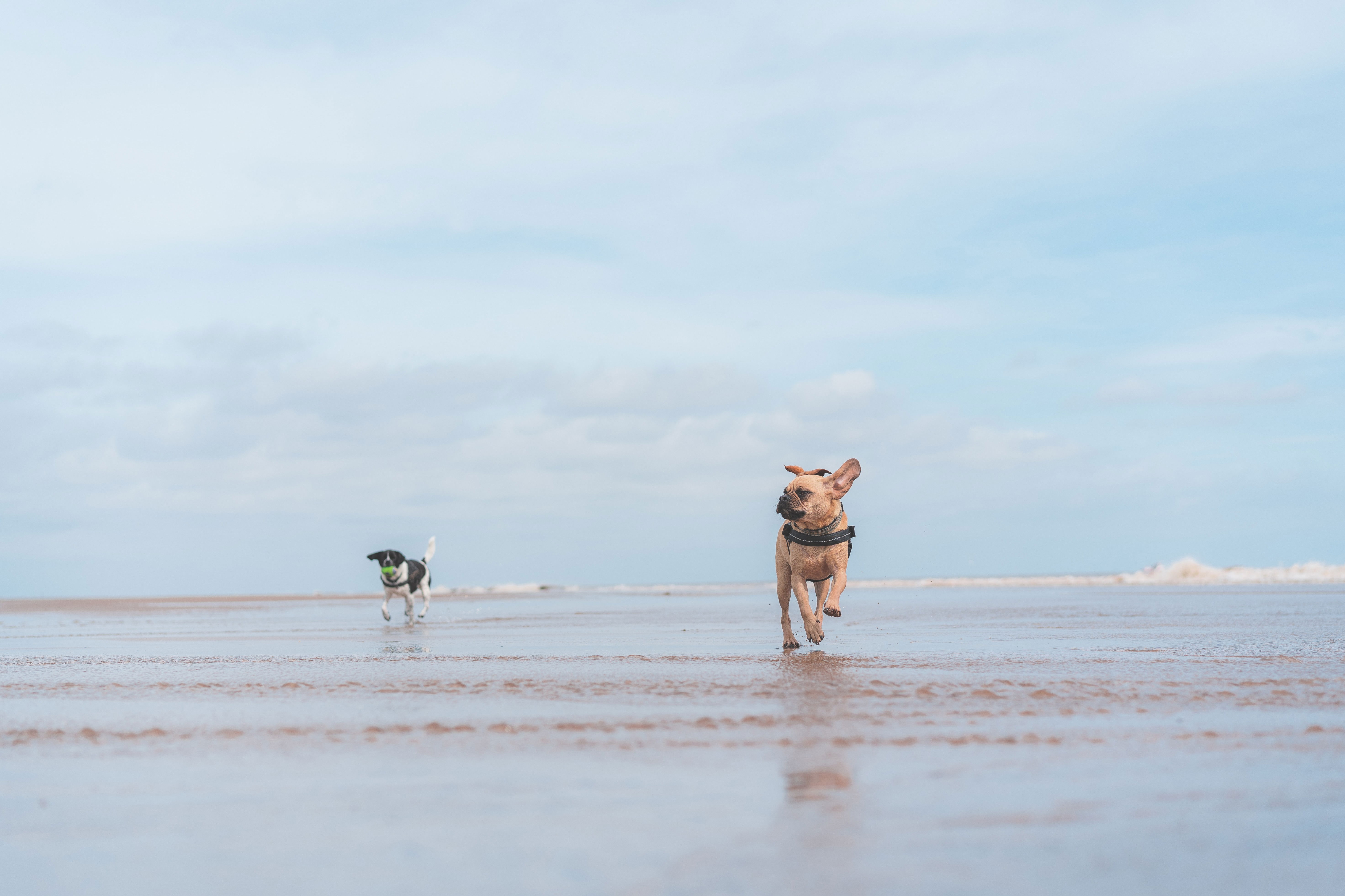 Pet-Friendly Beach Getaway in Amanzimtoti Self Catering