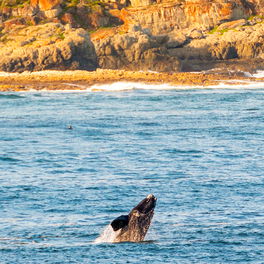 Image showing whale watching in Hermanus with Gonana South African Travel Image showing whale watching in Hermanus with Gonana South African Travel