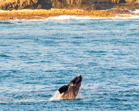 Image showing whale watching in Hermanus with Gonana South African Travel