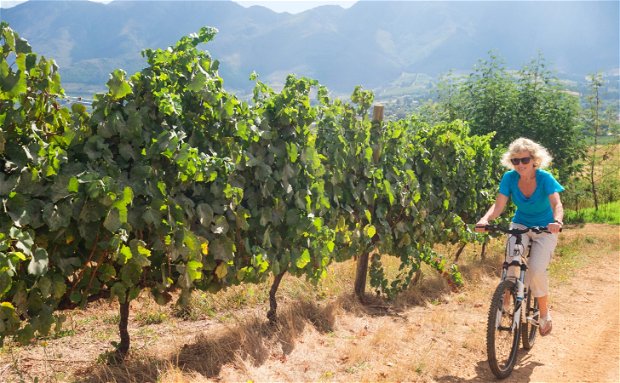 Image showing Swede visiting South African wine farm with Gonana Travel in Summer Image showing Swede visiting South African wine farm with Gonana Travel in Summer
